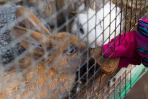 Agressividade em coelhos, causas e soluções
