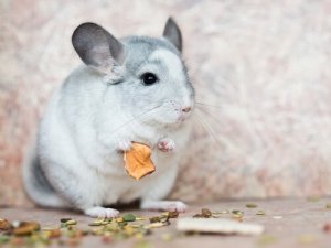 A alimentação das chinchilas