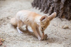É uma boa ideia ter uma raposa como animal de estimação?