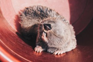 Conheça 5 animais cegos