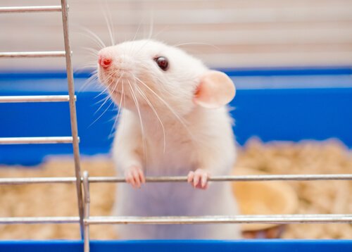 Rato doméstico como animal de estimação
