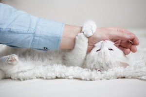 Por que meu gato me morde toda vez que tento tocá-lo?