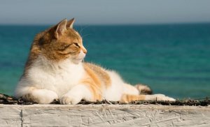 Como refrescar seu gato no verão?