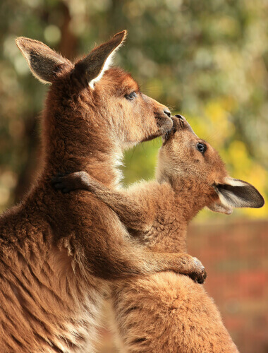 mamãe canguru com seu filhote