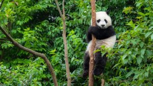 China planeja uma enorme reserva para o panda gigante
