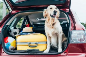 Dicas para sair de férias com seu animal de estimação
