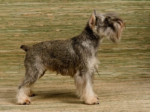 Schnauzer miniatura
