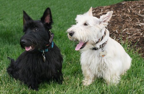 Terrier escocês preto e branco