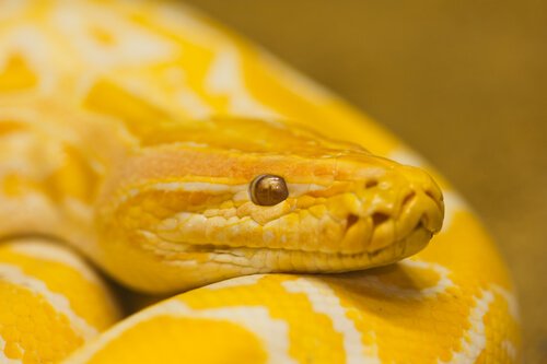 serpente amarela