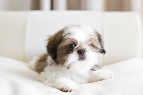 Shih Tzu