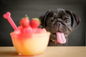 4 receitas de smoothies para cães