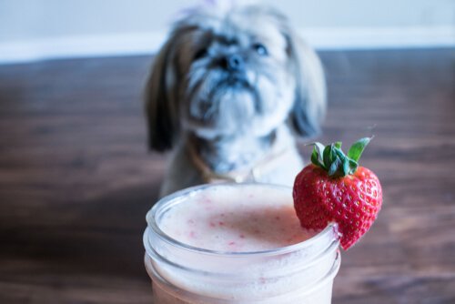 receitas de smoothies para cães