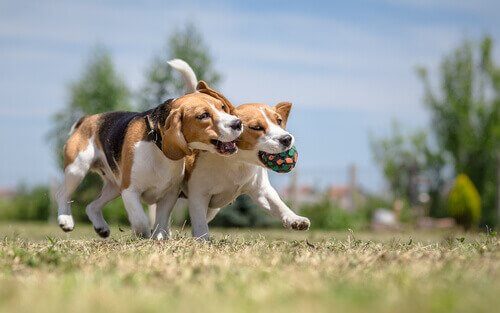 cães beagle brincando