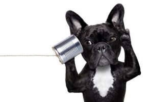 Como reconhecer a surdez em cães