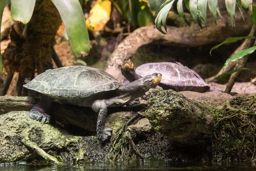 tartaruga gigante do rio Amazonas