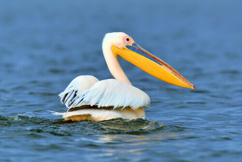 Pelicano: um dos animais sem dentes