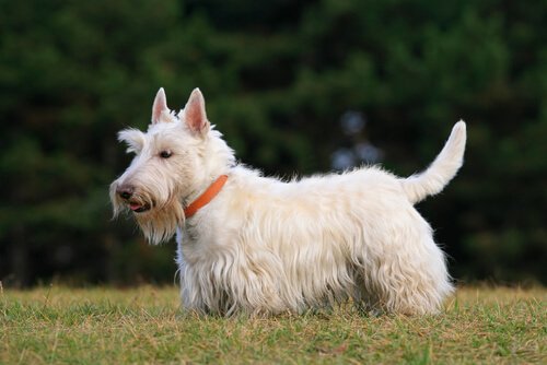 Terrier escocês