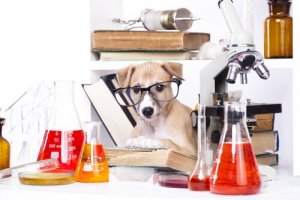 O que são testes de inteligência animal?