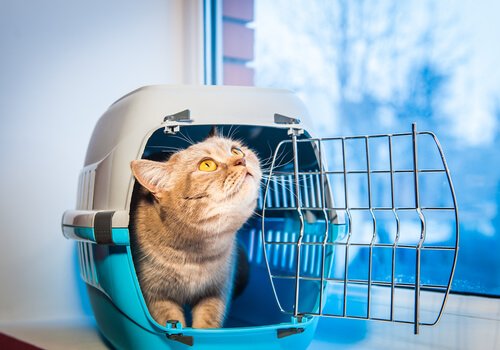 viajar com gatos: leve seu gatinho dentro de uma caixa de transporte