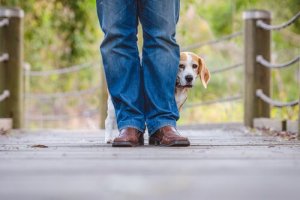 O comportamento do seu cão e a ajuda do veterinário