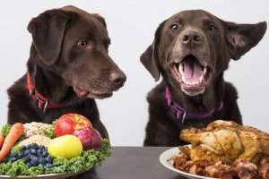 Um cão pode ser vegano?