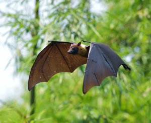 Morcegos e vampiros, uma curiosa associação