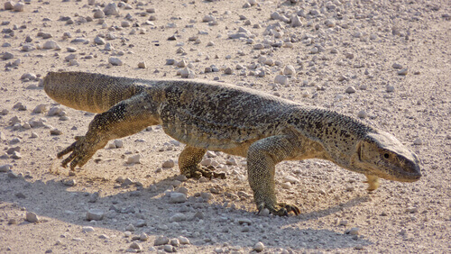 Varanus