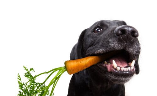 Cães comem vegetais