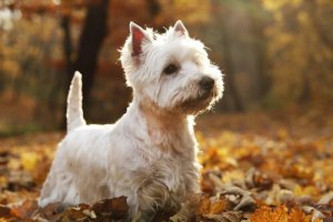 Raças de cães das Terras Altas escocesas
