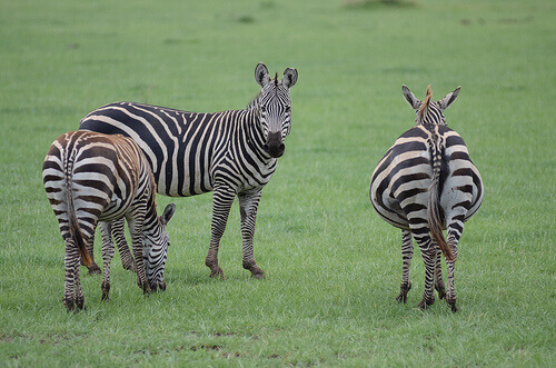 fauna da África do Sul: zebras