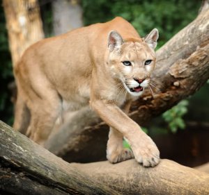 5 animais que pulam mais alto: você sabe quais são?