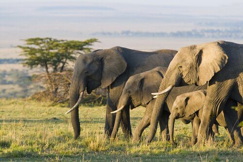 Animais que vivem na savana africana