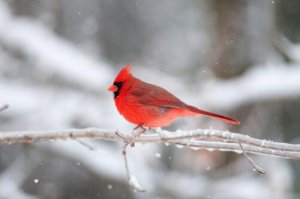 5 animais vermelhos: conheça essas lindas espécies