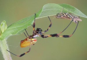 5 aranhas mais venenosas: conheça-as aqui!