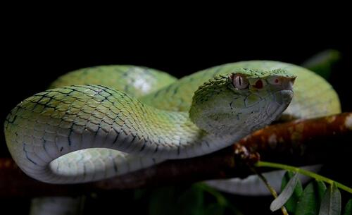 5 cobras mais venenosas do mundo