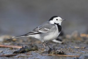 5 belas aves urbanas: conheça-as aqui!