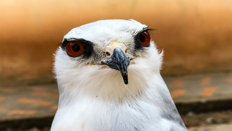 AMUS, um centro de resgate para animais em perigo