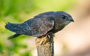 Andorinhão-preto: pássaro pode passar meses voando sem parar