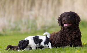 O Cão d’água frisão: o spaniel da Frísia