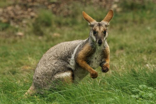 wallaby marsupial