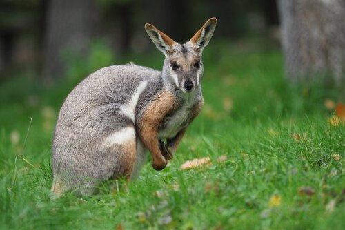 Wallaby: conheça esse marsupial