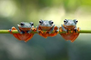 Adotar um animal exótico: a documentação necessária