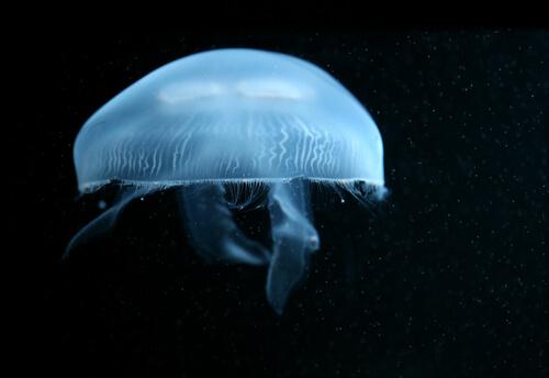 Medusa da lua: uma água-viva azul