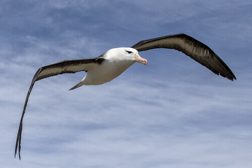 aves marinhas: albatroz 