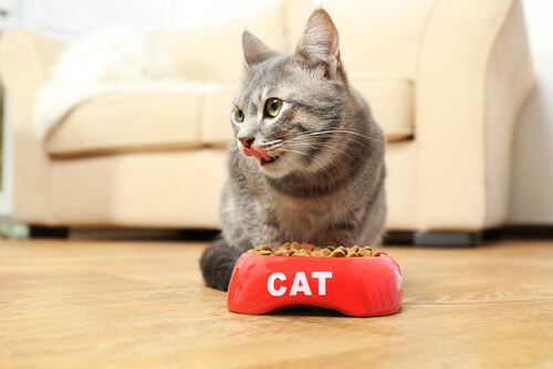 Alimentação dos gatos: quando, quanto e como?