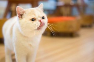 Melhor alimentação para gatos de pelo curto