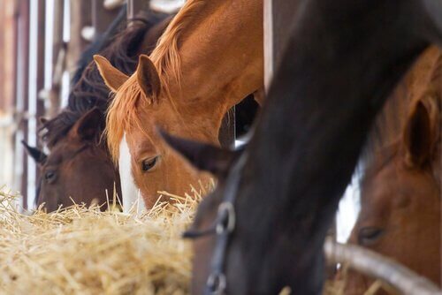 Cavalos se alimentando de feno