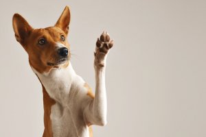 5 animais digitígrados