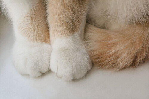 animais digitígrados: patas de um gato