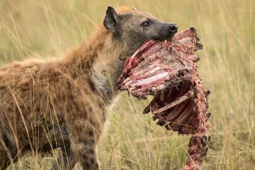 hiena com pedaço de carniça
